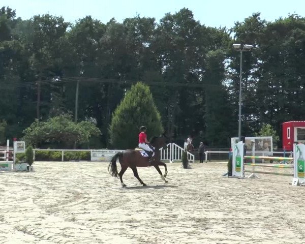 Reitturnier Melle-Ostenfelde 2015