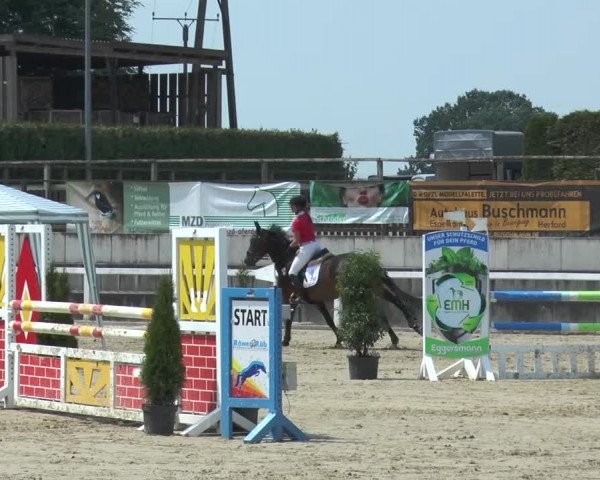 Reitturnier Melle-Ostenfelde 2015