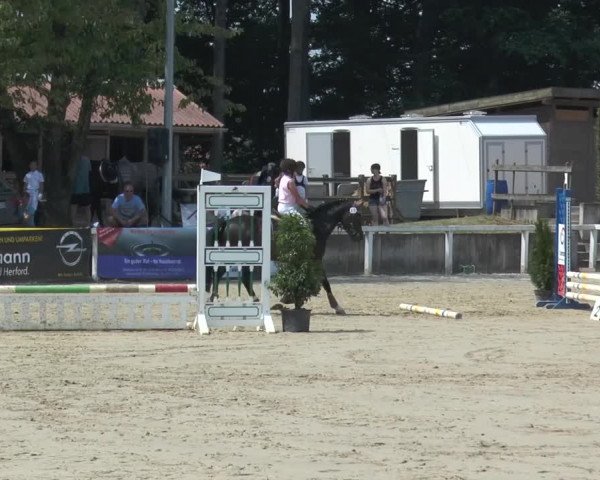 Reitturnier Melle-Ostenfelde 2015