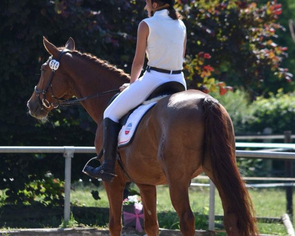Dressurpferd Dreaming Joe (Westfale, 2006, von Dream On)