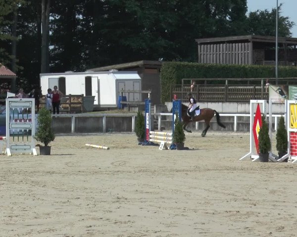 Reitturnier Melle-Ostenfelde 2015
