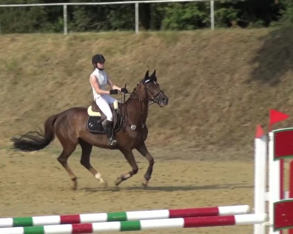 Reitturnier Viersen-Dülken 2015