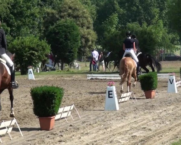 Reitturnier Viersen-Dülken 2015