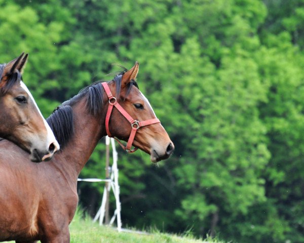 jumper Vogel (Oldenburg show jumper, 2019, from Vancouver d'Auvray)