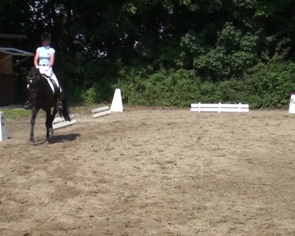 Reitturnier Viersen-Dülken 2015