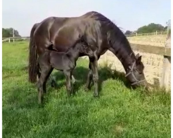 Pferd L´Amour Noir (Oldenburger, 2023, von La Vie)