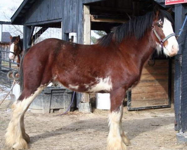 horse Mistyland Booker (Clydesdale, 2013, from Maple Stone Reflection)