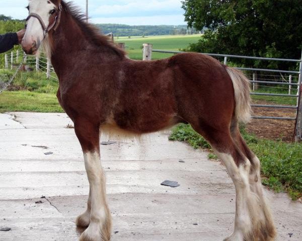 Pferd Mistyland Apollo (Clydesdale, 2014, von Westwood Royal H.C. Dennis)