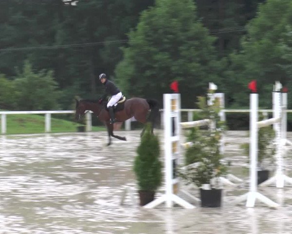 Reitturnier Melle-Ostenfelde 2015