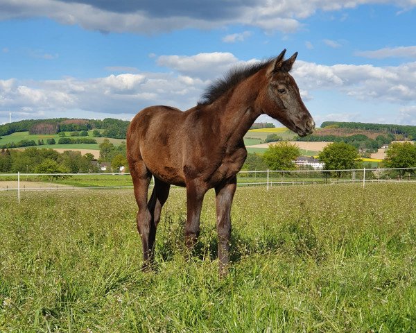 Pferd Malvenzauber (Trakehner, 2020, von Zauberreigen)