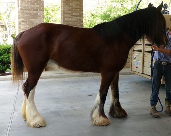 Pferd Tablerock's Miss Sassafras (Clydesdale, 2007, von N.D.F. Forest's Jack) Pferd Tablerock's Miss Sassafras (Clydesdale, 2007, von N.D.F. Forest's Jack)