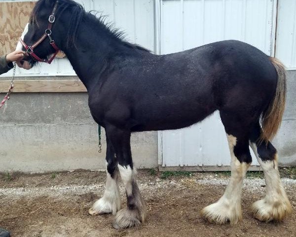 Pferd Miss Queen of Rock-N-Hill (Clydesdale, 2016, von Grandview Jack's Warlock)
