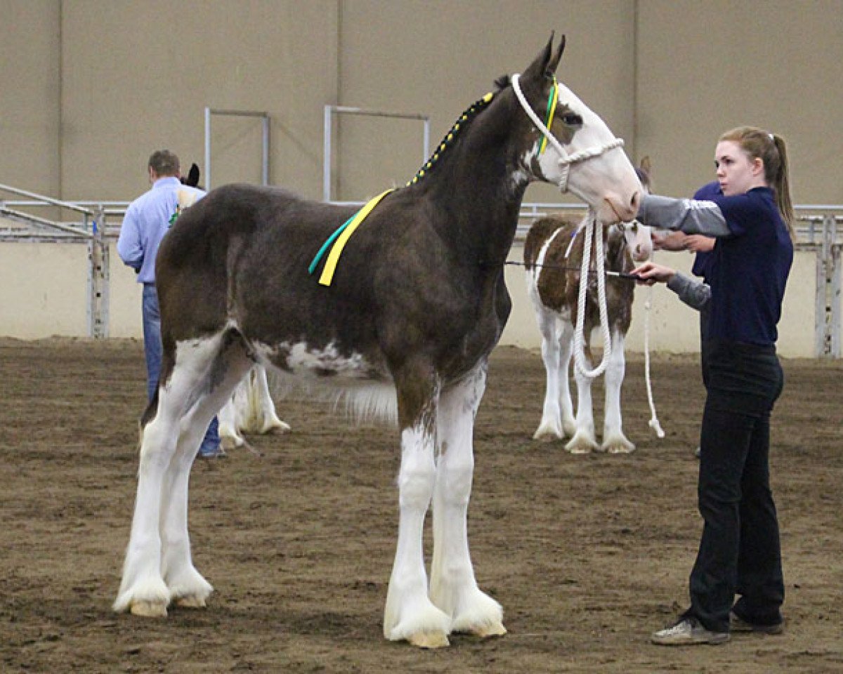Pferd Mikashan Laddie (Clydesdale, 2017, von Armbro Andrew)