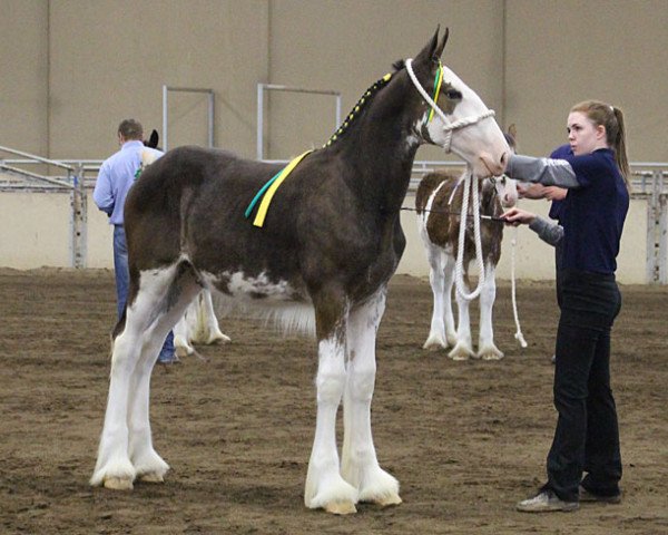 Pferd Mikashan Laddie (Clydesdale, 2017, von Armbro Andrew) Pferd Mikashan Laddie (Clydesdale, 2017, von Armbro Andrew)