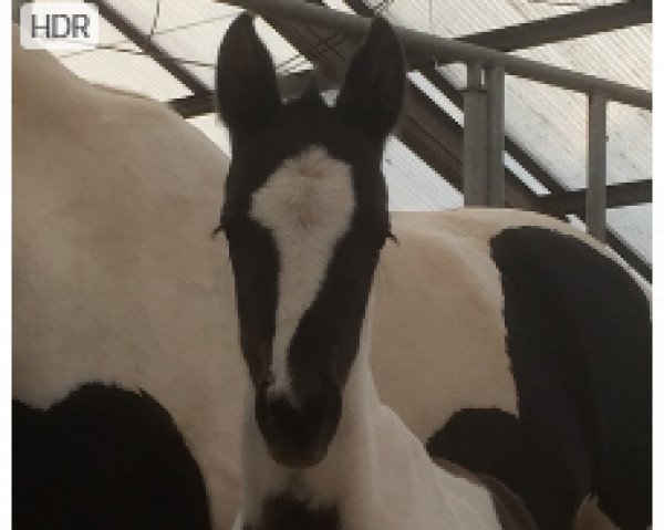 horse Incendio S (Pinto / Hunter, 2018, from Ilan)