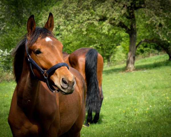 horse Zodiac (German Warmblood, 2019, from Birkhof's Zalando OLD)