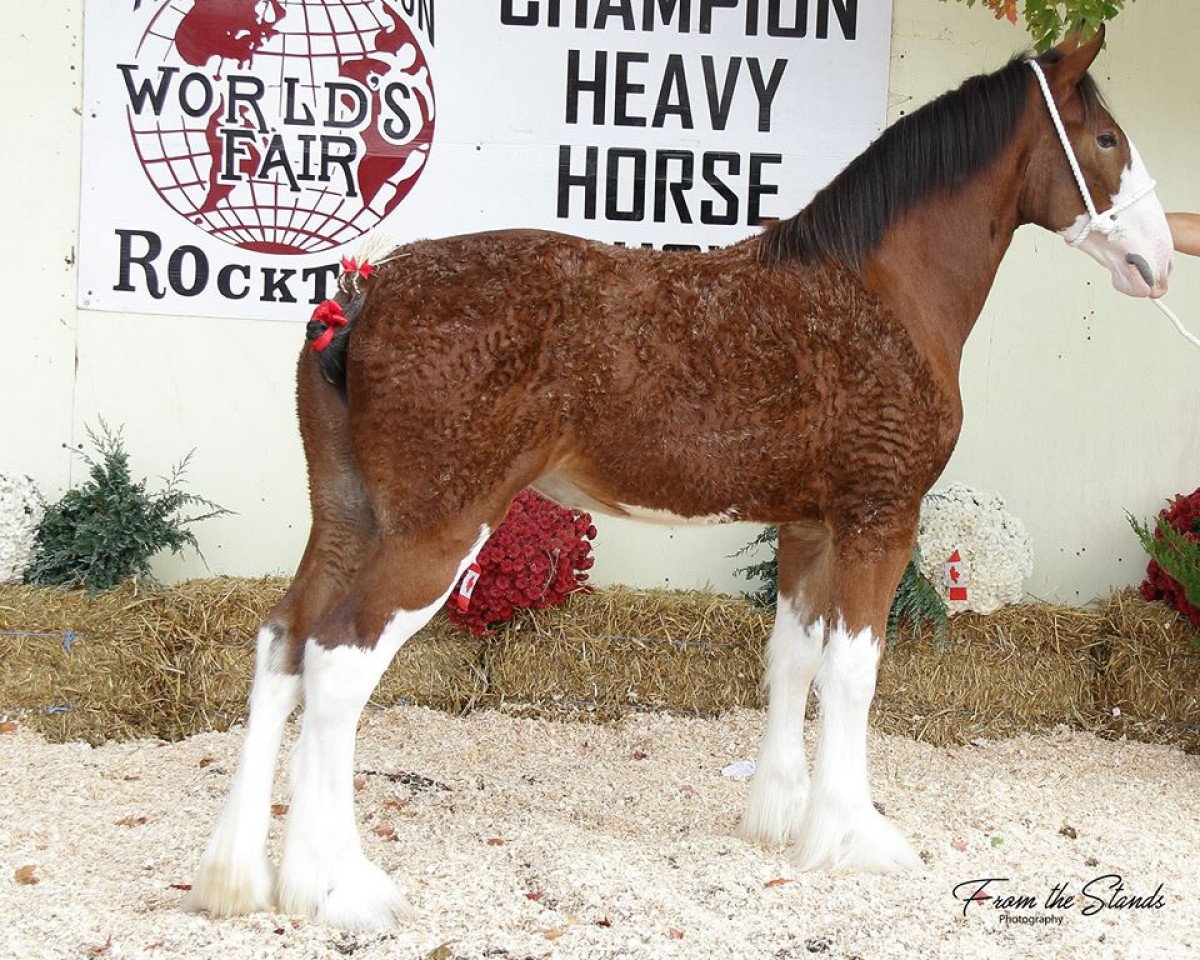Pferd Mikashan Bella Rose (Clydesdale, 2016, von Armbro Andrew)