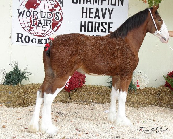 Pferd Mikashan Bella Rose (Clydesdale, 2016, von Armbro Andrew) Pferd Mikashan Bella Rose (Clydesdale, 2016, von Armbro Andrew)