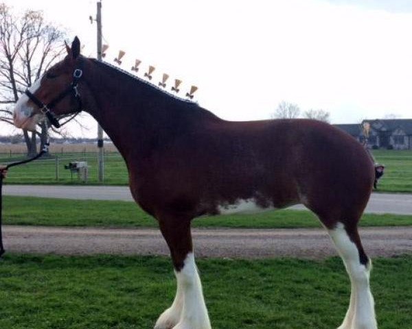 broodmare Mighty Maitland's Macy (Clydesdale, 2011, from S B H Phoenix)