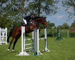 jumper Shaboom JMP (German Sport Horse, 2013, from Shouppydam des Horts)