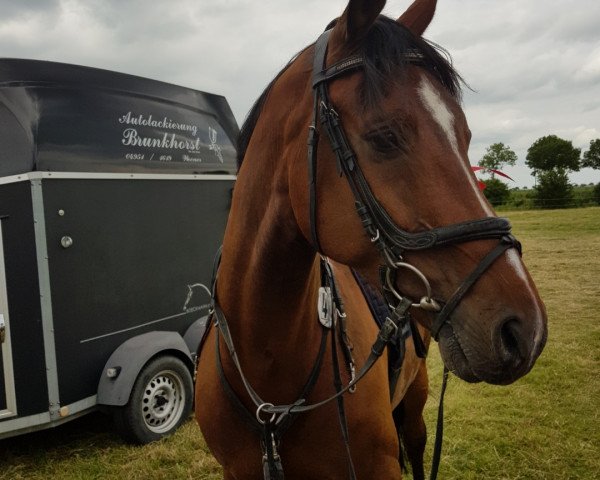 jumper Quincy Jones 7 (Hanoverian, 2009, from Quality 9)