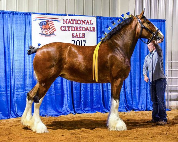 Pferd Mckeown's R.S. Candace (Clydesdale, 2012, von Birky's Pride Preludes Royal Scott)