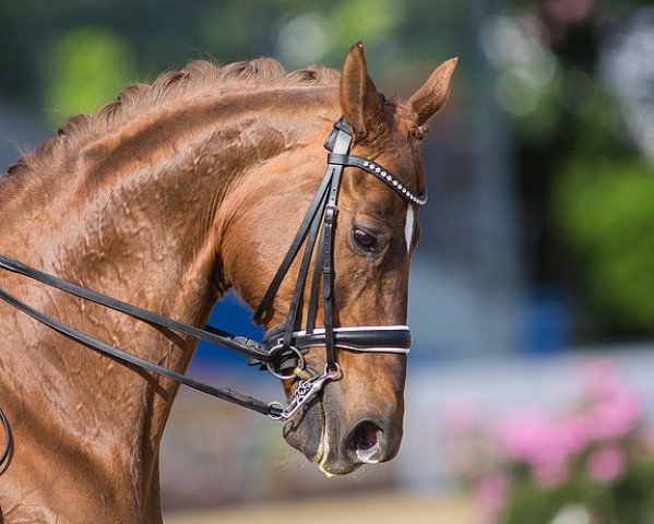 dressage horse Wonder (Hanoverian, 2002, from Waterford)