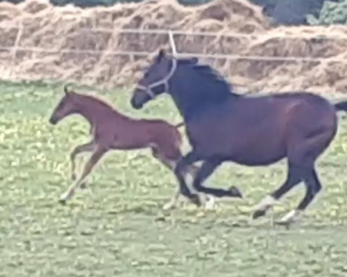 horse Fuego Tox (German Warmblood, 2020, from Marburg's Floricello OLD)