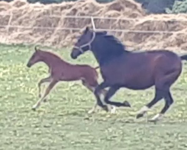 Pferd Fuego Tox (Deutsches Reitpferd, 2020, von Marburg's Floricello OLD)