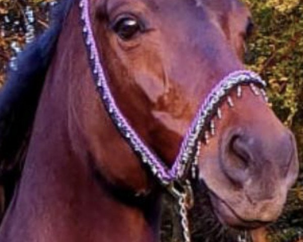 broodmare Rilana Capricciosa CH (Swiss Warmblood, 2006, from Riccione)