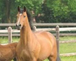 broodmare Caruge (Oldenburg, 1993, from Landadel)