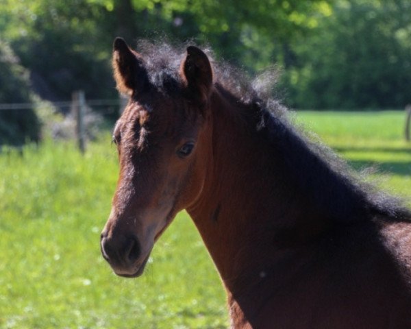 horse Captain's Cantalou (Westphalian, 2020, from Captain Jack 44)