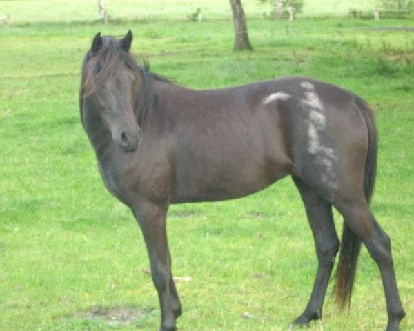 Zuchtstute Jella (Deutsches Reitpony, 2009, von Gerlof)