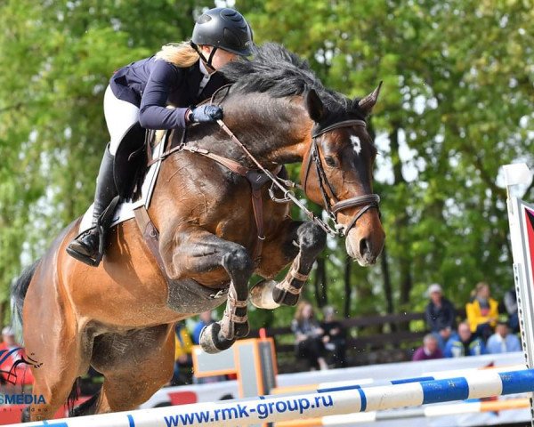 horse Callistos Casper (Holsteiner,  , from Casalito)
