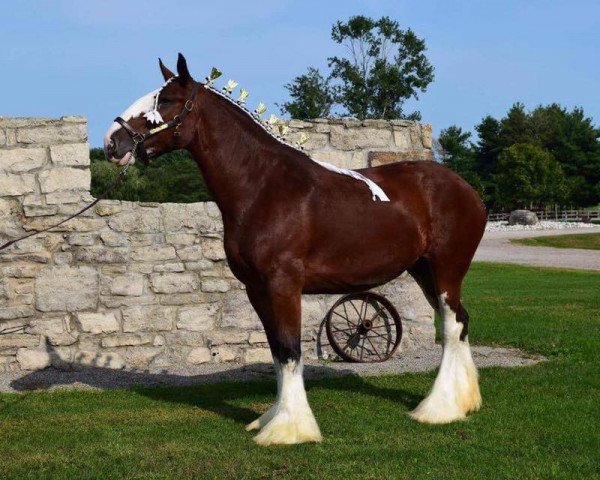 horse Mckeown's Beckett (Clydesdale, 2011, from Aghadowey Prince William)