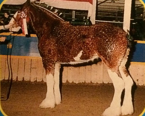 broodmare West Plean Chelsea (Clydesdale, 1997, from Roughlands Majesty)