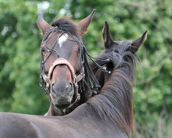 horse Desperado (Sachse, 2004, from Doc Martens)