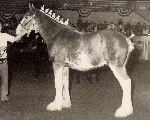 stallion S B H Limited Edition (Clydesdale, 1997, from Greendykes Sherman)