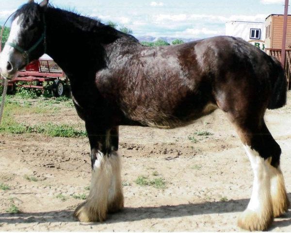 horse Maplewood Gypsy's Doll (Clydesdale, 2011, from Cristal's Moses)