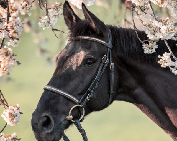 jumper Joyco (Hanoverian, 2003, from Wolkenstein II)