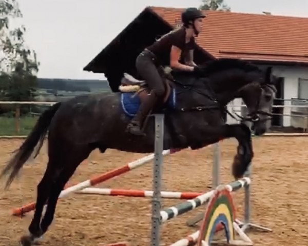 horse Clearline‘s Champ (German Sport Horse, 2014, from Clearline Z)