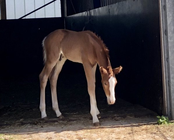 horse Eddi (Hanoverian, 2020, from Escamillo)