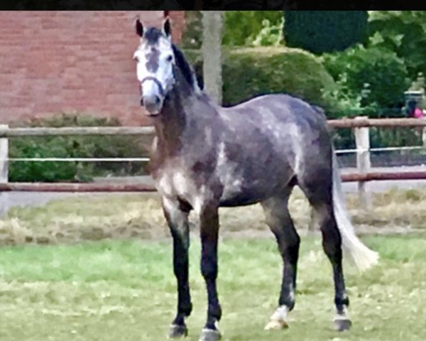 Springpferd Diaconte Kj (Hannoveraner, 2013, von Diarado)