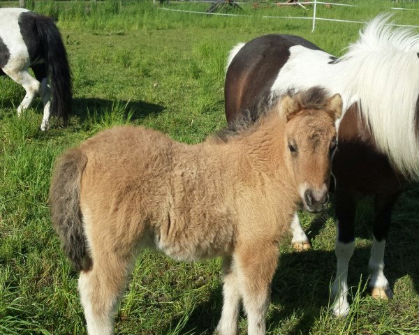 broodmare Patricia von der Malchower Aue (Dt.Part-bred Shetland pony, 2020, from Freiherr von Salza)