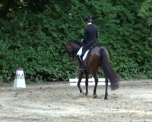Reitturnier Viersen-Dülken 2015