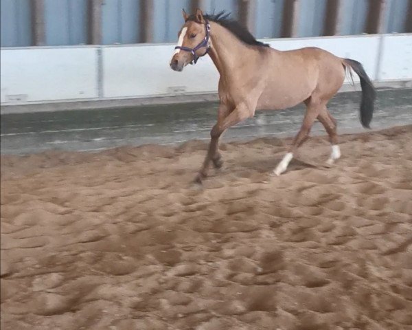 horse Cockney´s Charly (German Riding Pony, 2018, from Kastanienhof Cockney Cracker)