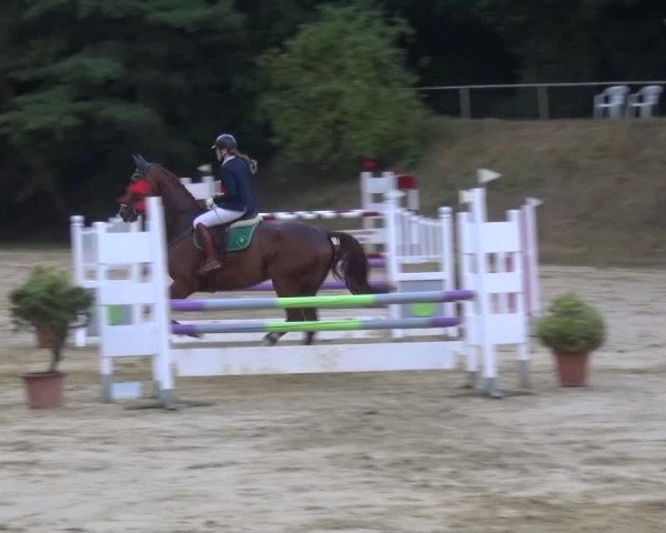 Reitturnier Viersen-Dülken 2015