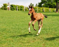 horse Oh Lenni (Oldenburg show jumper, 2020, from Origi D'o)