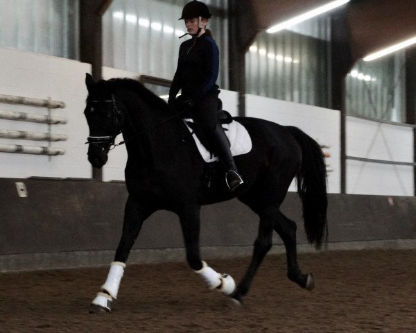 dressage horse Hide and Seek 2 (Hanoverian, 2011, from Heinrich Heine)