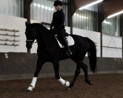 dressage horse Hide and Seek 2 (Hanoverian, 2011, from Heinrich Heine)